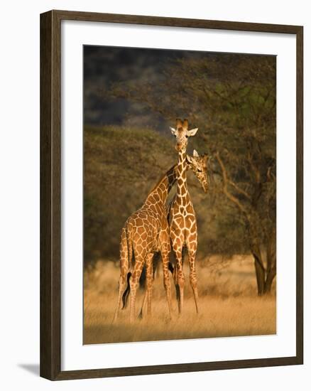 Two Reticulated Giraffes (Giraffa Camelopardalis Reticulata), Kenya-null-Framed Photographic Print