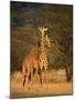 Two Reticulated Giraffes (Giraffa Camelopardalis Reticulata), Kenya-null-Mounted Photographic Print