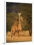 Two Reticulated Giraffes (Giraffa Camelopardalis Reticulata), Kenya-null-Framed Photographic Print