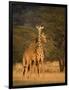 Two Reticulated Giraffes (Giraffa Camelopardalis Reticulata), Kenya-null-Framed Photographic Print