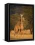 Two Reticulated Giraffes (Giraffa Camelopardalis Reticulata), Kenya-null-Framed Stretched Canvas