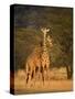 Two Reticulated Giraffes (Giraffa Camelopardalis Reticulata), Kenya-null-Stretched Canvas