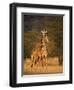 Two Reticulated Giraffes (Giraffa Camelopardalis Reticulata), Kenya-null-Framed Photographic Print