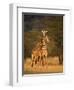 Two Reticulated Giraffes (Giraffa Camelopardalis Reticulata), Kenya-null-Framed Photographic Print