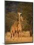 Two Reticulated Giraffes (Giraffa Camelopardalis Reticulata), Kenya-null-Mounted Photographic Print