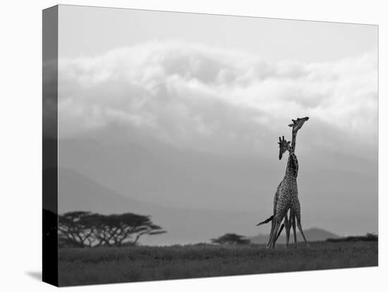 Two Reticulated Giraffes 'Necking' in the Early Morning-Nigel Pavitt-Stretched Canvas