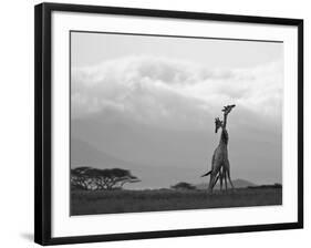 Two Reticulated Giraffes 'Necking' in the Early Morning-Nigel Pavitt-Framed Photographic Print