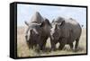 Two Rhinoceros, Ol Pejeta Conservancy, Laikipia, Kenya, East Africa, Africa-Ann and Steve Toon-Framed Stretched Canvas