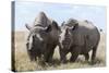 Two Rhinoceros, Ol Pejeta Conservancy, Laikipia, Kenya, East Africa, Africa-Ann and Steve Toon-Stretched Canvas