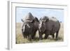 Two Rhinoceros, Ol Pejeta Conservancy, Laikipia, Kenya, East Africa, Africa-Ann and Steve Toon-Framed Photographic Print