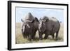 Two Rhinoceros, Ol Pejeta Conservancy, Laikipia, Kenya, East Africa, Africa-Ann and Steve Toon-Framed Photographic Print