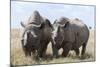 Two Rhinoceros, Ol Pejeta Conservancy, Laikipia, Kenya, East Africa, Africa-Ann and Steve Toon-Mounted Photographic Print