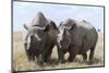 Two Rhinoceros, Ol Pejeta Conservancy, Laikipia, Kenya, East Africa, Africa-Ann and Steve Toon-Mounted Photographic Print