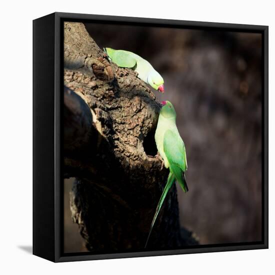 Two Ring-Necked Parakeets Make Contact on the Trunk of a Oak Tree-Alex Saberi-Framed Stretched Canvas