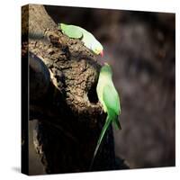 Two Ring-Necked Parakeets Make Contact on the Trunk of a Oak Tree-Alex Saberi-Stretched Canvas
