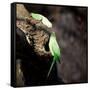 Two Ring-Necked Parakeets Make Contact on the Trunk of a Oak Tree-Alex Saberi-Framed Stretched Canvas