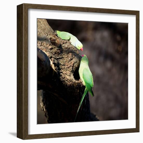 Two Ring-Necked Parakeets Make Contact on the Trunk of a Oak Tree-Alex Saberi-Framed Photographic Print