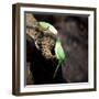 Two Ring-Necked Parakeets Make Contact on the Trunk of a Oak Tree-Alex Saberi-Framed Photographic Print