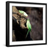 Two Ring-Necked Parakeets Make Contact on the Trunk of a Oak Tree-Alex Saberi-Framed Photographic Print