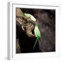 Two Ring-Necked Parakeets Make Contact on the Trunk of a Oak Tree-Alex Saberi-Framed Photographic Print