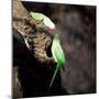 Two Ring-Necked Parakeets Make Contact on the Trunk of a Oak Tree-Alex Saberi-Mounted Photographic Print