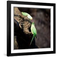 Two Ring-Necked Parakeets Make Contact on the Trunk of a Oak Tree-Alex Saberi-Framed Photographic Print