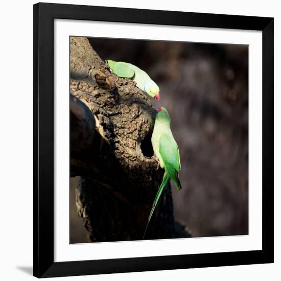 Two Ring-Necked Parakeets Make Contact on the Trunk of a Oak Tree-Alex Saberi-Framed Photographic Print