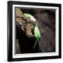 Two Ring-Necked Parakeets Make Contact on the Trunk of a Oak Tree-Alex Saberi-Framed Photographic Print