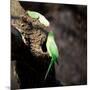 Two Ring-Necked Parakeets Make Contact on the Trunk of a Oak Tree-Alex Saberi-Mounted Photographic Print