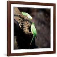 Two Ring-Necked Parakeets Make Contact on the Trunk of a Oak Tree-Alex Saberi-Framed Photographic Print