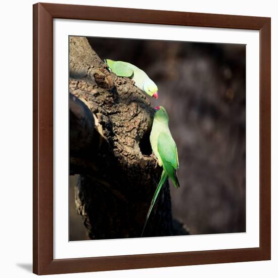 Two Ring-Necked Parakeets Make Contact on the Trunk of a Oak Tree-Alex Saberi-Framed Photographic Print