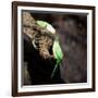 Two Ring-Necked Parakeets Make Contact on the Trunk of a Oak Tree-Alex Saberi-Framed Photographic Print