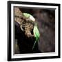 Two Ring-Necked Parakeets Make Contact on the Trunk of a Oak Tree-Alex Saberi-Framed Photographic Print