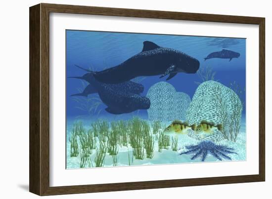 Two Rockfish Watch Cautiously as a Pod of Pilot Whales Swim Past a Coral Reef-null-Framed Art Print