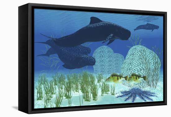 Two Rockfish Watch Cautiously as a Pod of Pilot Whales Swim Past a Coral Reef-null-Framed Stretched Canvas