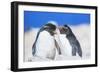 Two Rockhopper penguins (Eudyptes chrysocome chrysocome) showing affection-Marco Simoni-Framed Photographic Print