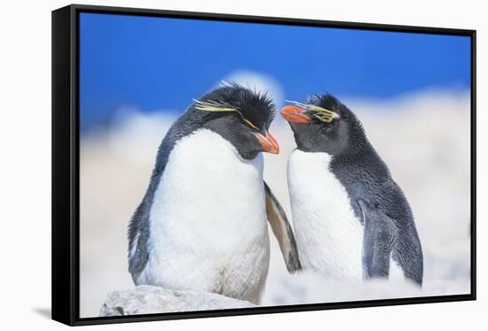 Two Rockhopper penguins (Eudyptes chrysocome chrysocome) showing affection-Marco Simoni-Framed Stretched Canvas