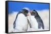 Two Rockhopper penguins (Eudyptes chrysocome chrysocome) showing affection-Marco Simoni-Framed Stretched Canvas