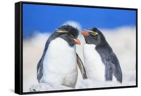 Two Rockhopper penguins (Eudyptes chrysocome chrysocome) showing affection-Marco Simoni-Framed Stretched Canvas