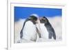 Two Rockhopper penguins (Eudyptes chrysocome chrysocome) showing affection-Marco Simoni-Framed Photographic Print