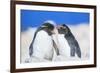 Two Rockhopper penguins (Eudyptes chrysocome chrysocome) showing affection-Marco Simoni-Framed Photographic Print