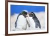 Two Rockhopper penguins (Eudyptes chrysocome chrysocome) showing affection-Marco Simoni-Framed Photographic Print