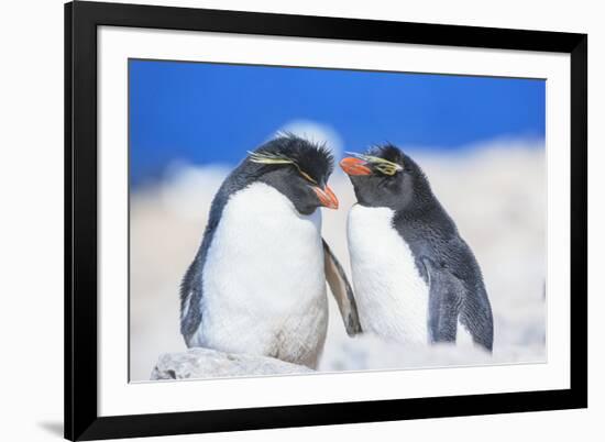 Two Rockhopper penguins (Eudyptes chrysocome chrysocome) showing affection-Marco Simoni-Framed Photographic Print