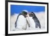 Two Rockhopper penguins (Eudyptes chrysocome chrysocome) showing affection-Marco Simoni-Framed Photographic Print