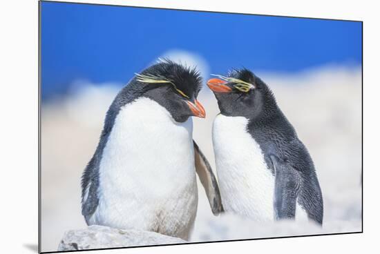 Two Rockhopper penguins (Eudyptes chrysocome chrysocome) showing affection-Marco Simoni-Mounted Photographic Print