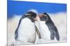 Two Rockhopper penguins (Eudyptes chrysocome chrysocome) showing affection-Marco Simoni-Mounted Photographic Print