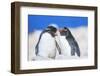 Two Rockhopper penguins (Eudyptes chrysocome chrysocome) showing affection-Marco Simoni-Framed Photographic Print