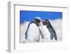 Two Rockhopper penguins (Eudyptes chrysocome chrysocome) showing affection-Marco Simoni-Framed Photographic Print