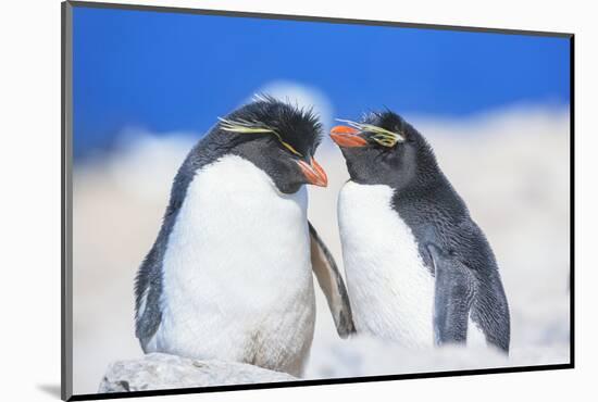 Two Rockhopper penguins (Eudyptes chrysocome chrysocome) showing affection-Marco Simoni-Mounted Photographic Print