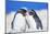 Two Rockhopper penguins (Eudyptes chrysocome chrysocome) showing affection-Marco Simoni-Mounted Photographic Print